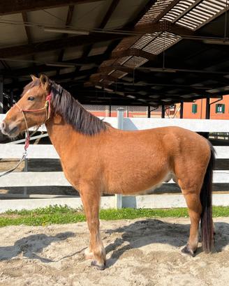Pony castrone