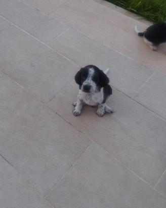 Cuccioli dolcissimi