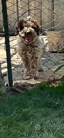 Cane da tartufo