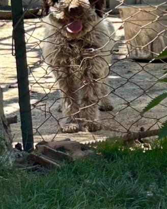 Cane da tartufo
