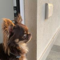 Chihuahua per monta