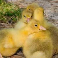 Oche da compagnia di varire razze anche rare