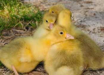 Oche da compagnia di varire razze anche rare