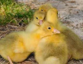 Oche da compagnia di varire razze anche rare