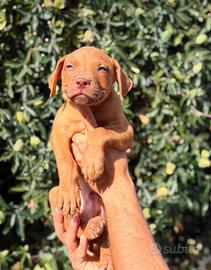 Pitbull pedigree