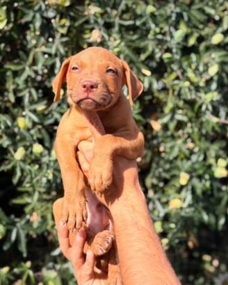 Pitbull pedigree