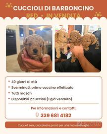 Disponibili cuccioli di barboncino red