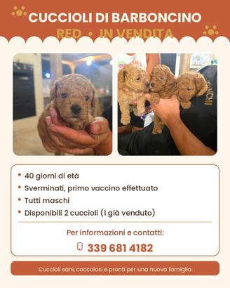 Disponibili cuccioli di barboncino red