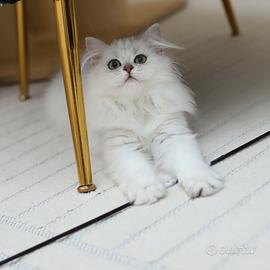 Gattina Scottish di una bellezza rara British 