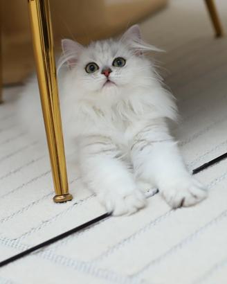 Gattina Scottish di una bellezza rara British 
