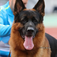 Cuccioli di pastore tedesco