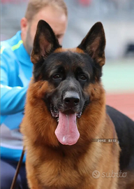 Cuccioli di pastore tedesco