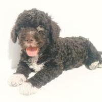 Cane d'acqua Spagnolo