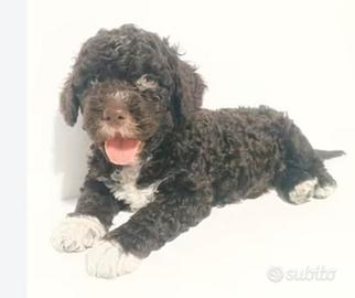 Cane d'acqua Spagnolo