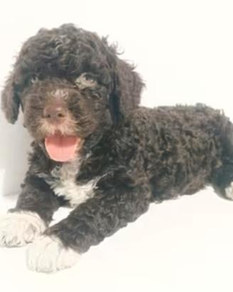 Cane d'acqua Spagnolo