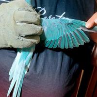 Parrocchetto dal collare cleartail