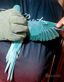 Parrocchetto dal collare cleartail