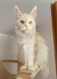Rehoming - Femmine Maine Coon adulte