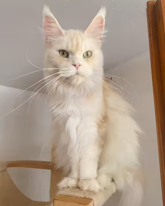 Rehoming - Femmine Maine Coon adulte