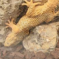 Tarentola mauritanica Geco comune