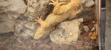 Tarentola mauritanica Geco comune