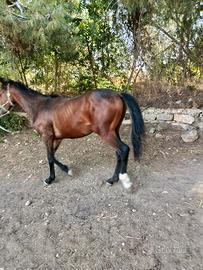 Sella italiano Valleverdi