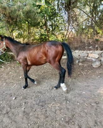 Sella italiano Valleverdi
