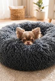 Chihuahua cucciolo