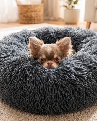 Chihuahua cucciolo
