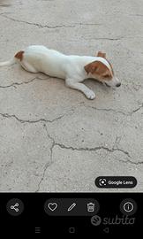 jack Russell 