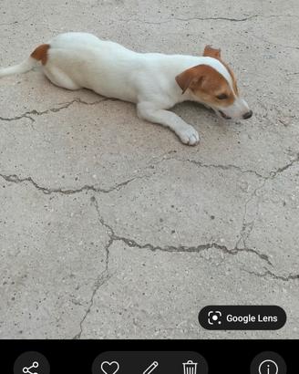 jack Russell 