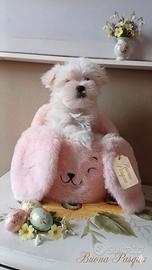 Cuccioli di taglia molto piccola