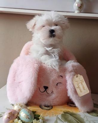 Cuccioli di taglia molto piccola