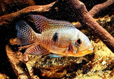 Geophagus iporagensis "Rio Pardo"