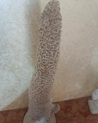 corallo fossilizzato decorativo  o collezionismo 