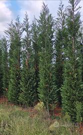 leylandii 