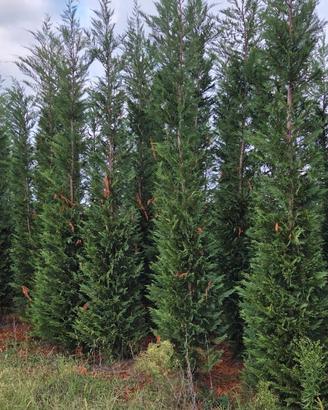 leylandii 