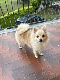 Cane spiz tedesco Pomerania