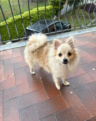 Cane spiz tedesco Pomerania