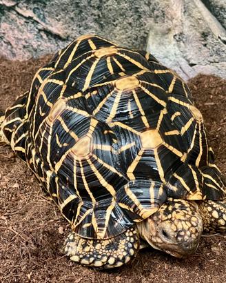 Tartaruga Geochelone Elegans Femmina