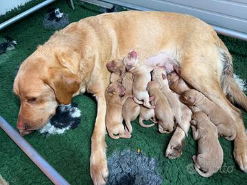 Labrador miele con pedigree