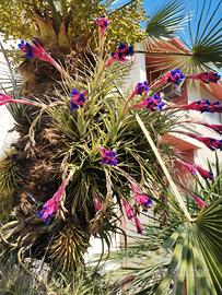 Tillandsia aeranthos in fiore