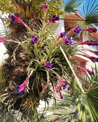 Tillandsia aeranthos in fiore