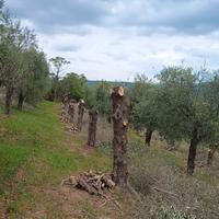 Tronchi di legno d'ulivo