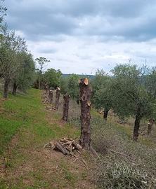 Tronchi di legno d'ulivo
