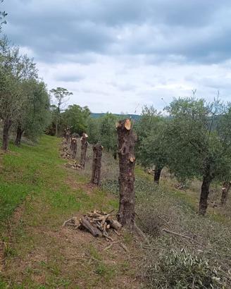 Tronchi di legno d'ulivo