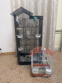 Canarino e inseparabili