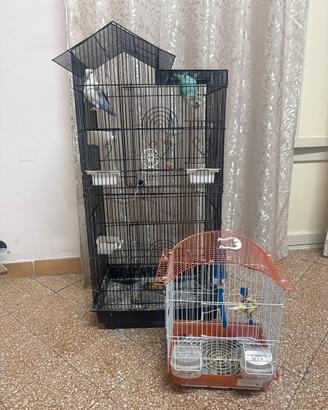 Canarino e inseparabili