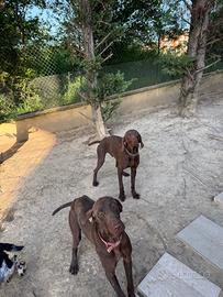 Bracco tedesco kurzhaar