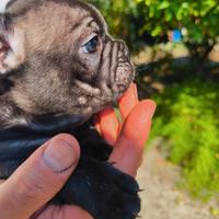 Bulldog francese